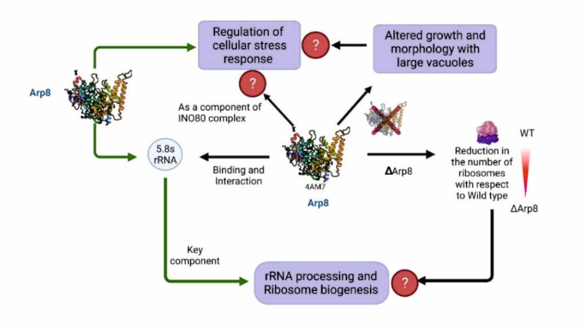 Deciphering the role of nuclear Arp8 in rRNA Recognition - Role beyond Chromatin Remodelling