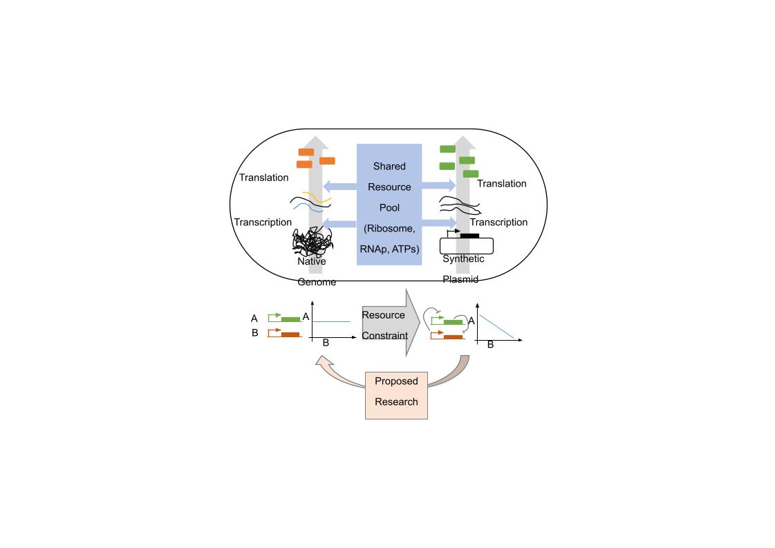 Mitigating Resource Burden of Heterologous Biomolecular Circuits in Escherichia Cell