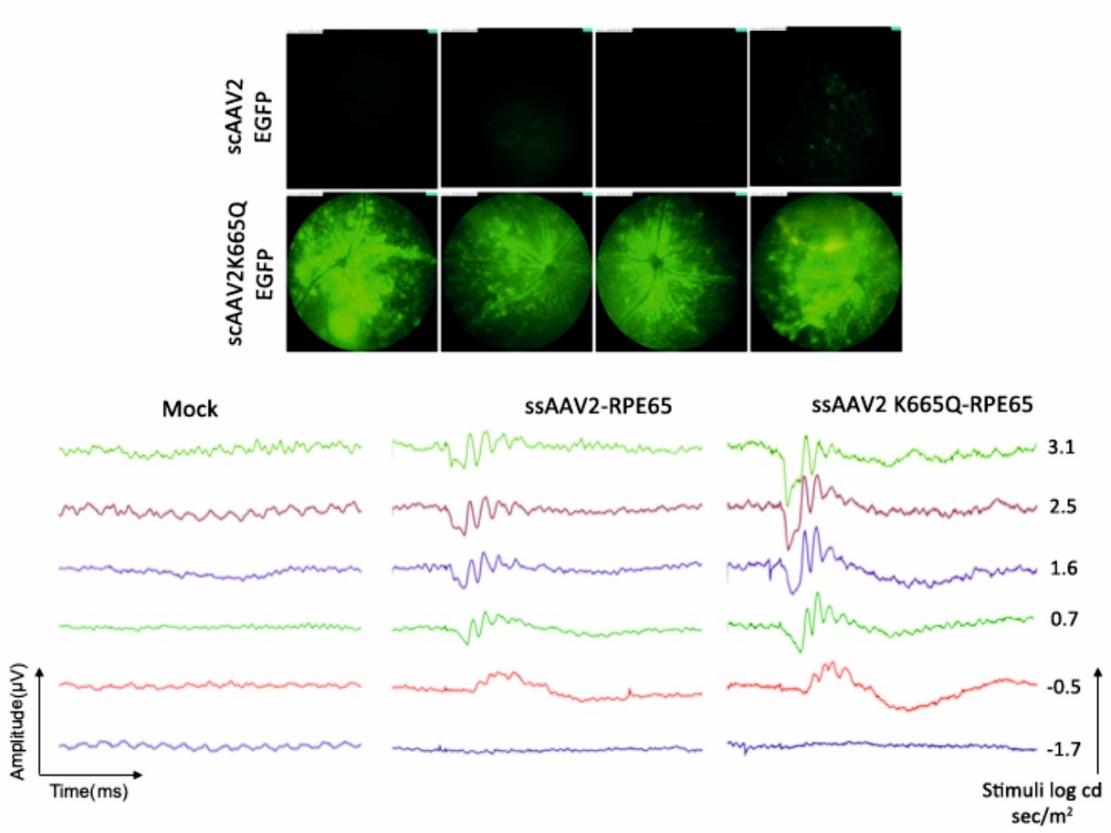 Mutation Independent Gene Therapy (MInT) for Photoreceptor Rescue in Retinal Dystrophies 