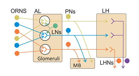 Schematic of insect olfactory system