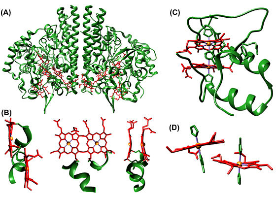 Prophyrin Dimer as model of Di-heme protein